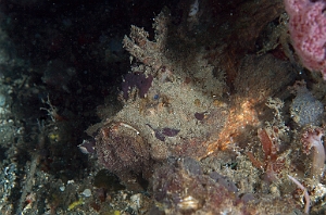 Banda Sea 2018 - DSC05597_rc - Estuarine stonefish - Poisson Pierre - Synanceia Horrida